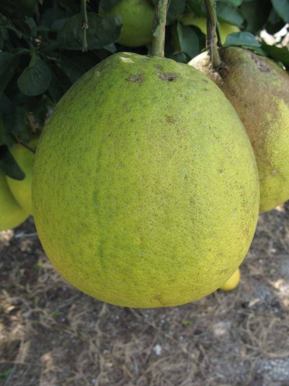              Fruit (Nakon, Winter Haven, FL)       